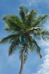 Obraz premium Cocotero en la palmera 4