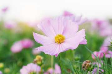 Obraz premium Cosmos in garden.
