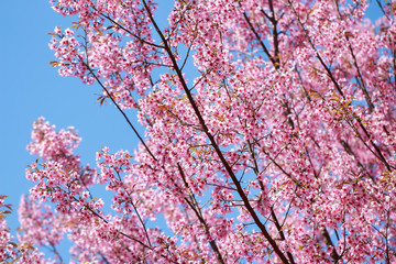 Wild Himalayan Cherry Blossoms in spring season (Prunus cerasoides), Sakura in Thailand, selective focus, Phu Lom Lo, Loei, Thailand.