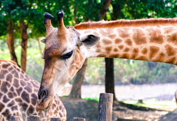 Giraffe eat leaves.