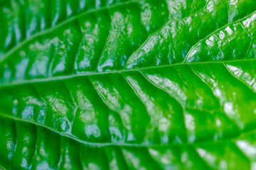 Fototapeta premium tropical leaf texture nature green background.