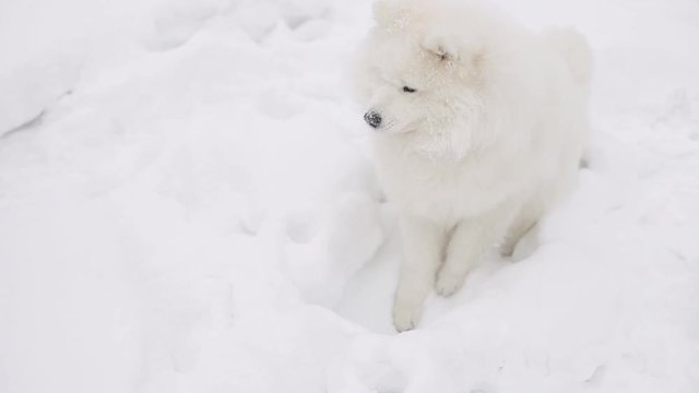 Samoyed buries his toy in the snow. In the background is a dog breed Husky.