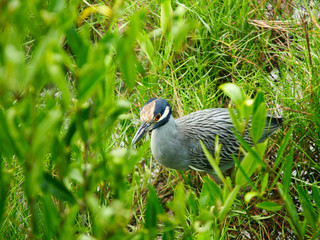 bird in the grass