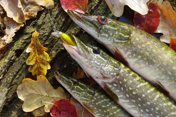 Three pikes on leaves background