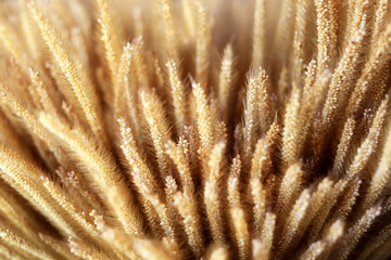 Closeup gramineae grass (Setaria verticillata) dry flower bouquet. Ornamental plant for home decorate design.