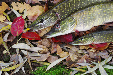 Three pikes on leaves background