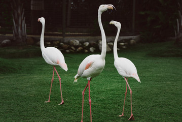 Obraz premium Trzy białe flamingi