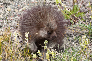 Stachelschwein porcupine wildlife