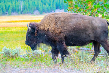 American Bison in the field of Yellowstone National Park, Wyoming