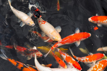 Variety of koi fish in a pond.