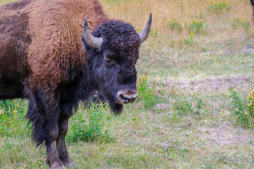 American Bison in the field of Yellowstone National Park, Wyoming