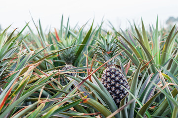 Obraz premium Pineapple in the countryside.