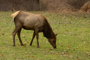 Cow Elk Grazing