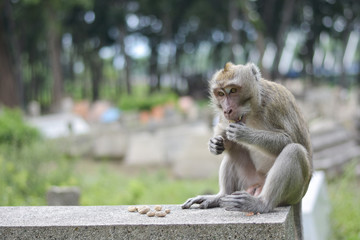Obraz premium Macaca fascicularis