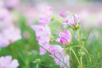 Pink cosmos with beautiful.