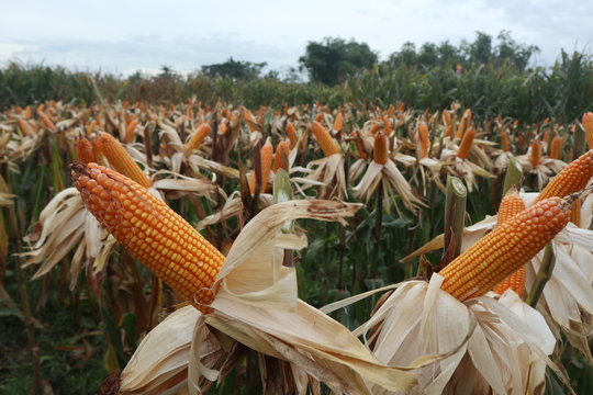 Corn field