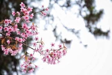Prunus cerasoides or Wild Himalayan Cherry in Thailand