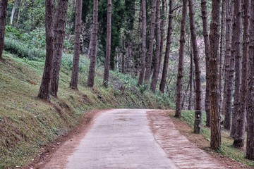 Fototapeta na wymiar Pine Trees along a Road in forest.