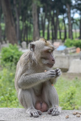 Fototapeta premium Macaca fascicularis