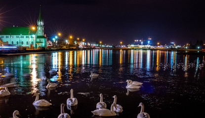 Swans on Lake at Night