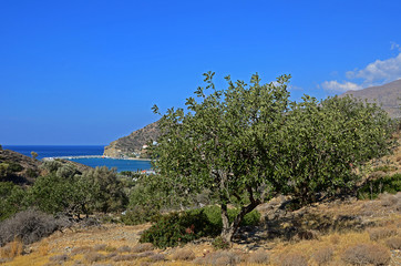 Olivenbaum, Landschaft, Kreta