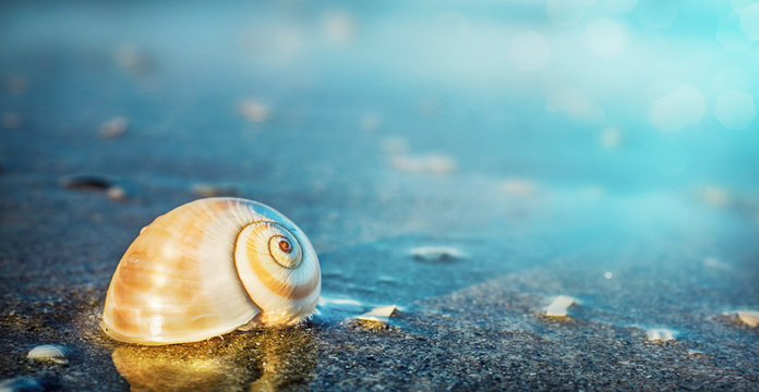 Sea shell on the sea and sandy beach blurred background. Write Your Text Here.