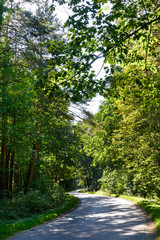 A winding road through the forest