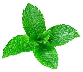 mint leaves isolated