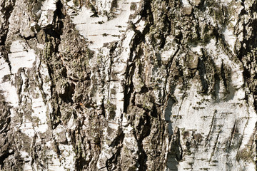 Bark of a birch tree