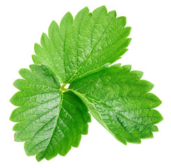Obraz premium Strawberry leaf isolated on white