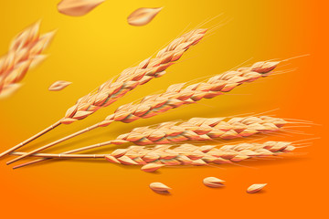 Realistic wheat oats elements. detailed barley isolated on golden background for Healthy food or agriculture design. Vector 3d illustration.