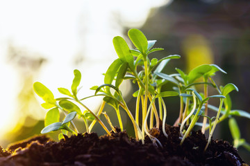young plant growing with sunlight in garden