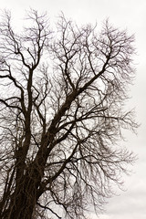 Silhouette of a chestnut tree in winter