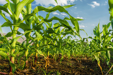 corn field and blue sky background