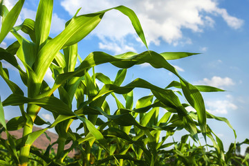 corn field and blue sky background