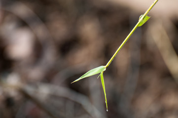 Leaves of the bamboo plant