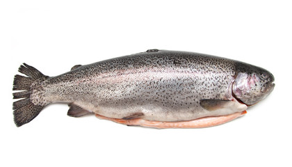 fresh trout fish on white background