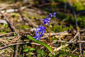 Blue scilla flowers in the forest on spring