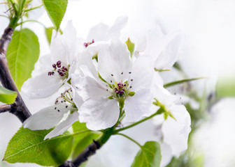 Blossoms and Buds of an Apple Tree in the Garden on a Sunny Spring Day. Spring Renewal Concept.