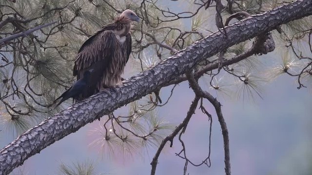 Griffon vulture and Large Billed crow in forest