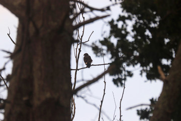 Birds of South Africa - Jackal Buzzard