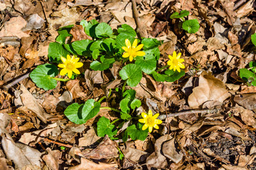 Yellow buttercups in a forest on early spring