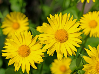 Blühender Gämswurzen, Doronicum