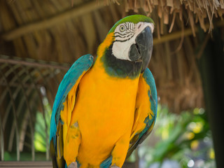 Blue and Yellow Parrot in Aruba