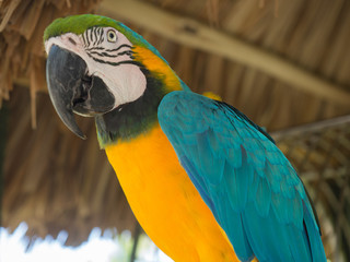 Close up of tropical Blue Parrot in Aruba