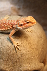 Naklejka premium Echse