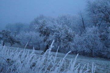 Wunderschöne Landschaft mit von Frost bedeckten Bäumen, Straüchern und Wiesen.