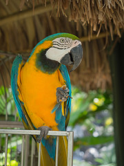 Tropical Parrot in Aruba
