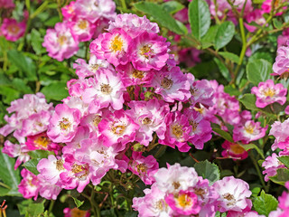 Fototapeta na wymiar Rosa Buschrosen im Garten