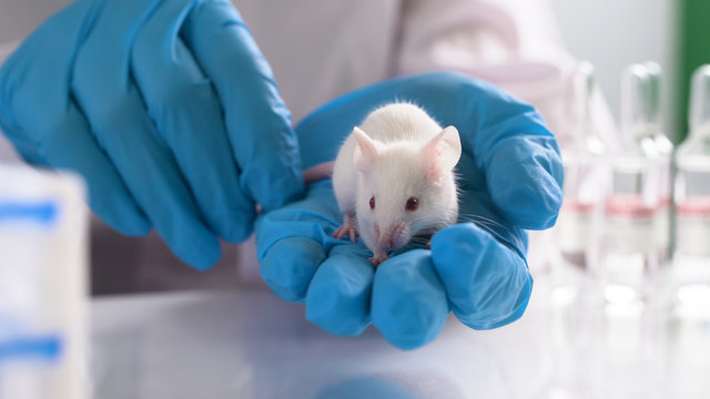 testing drugs and vaccine on mice
